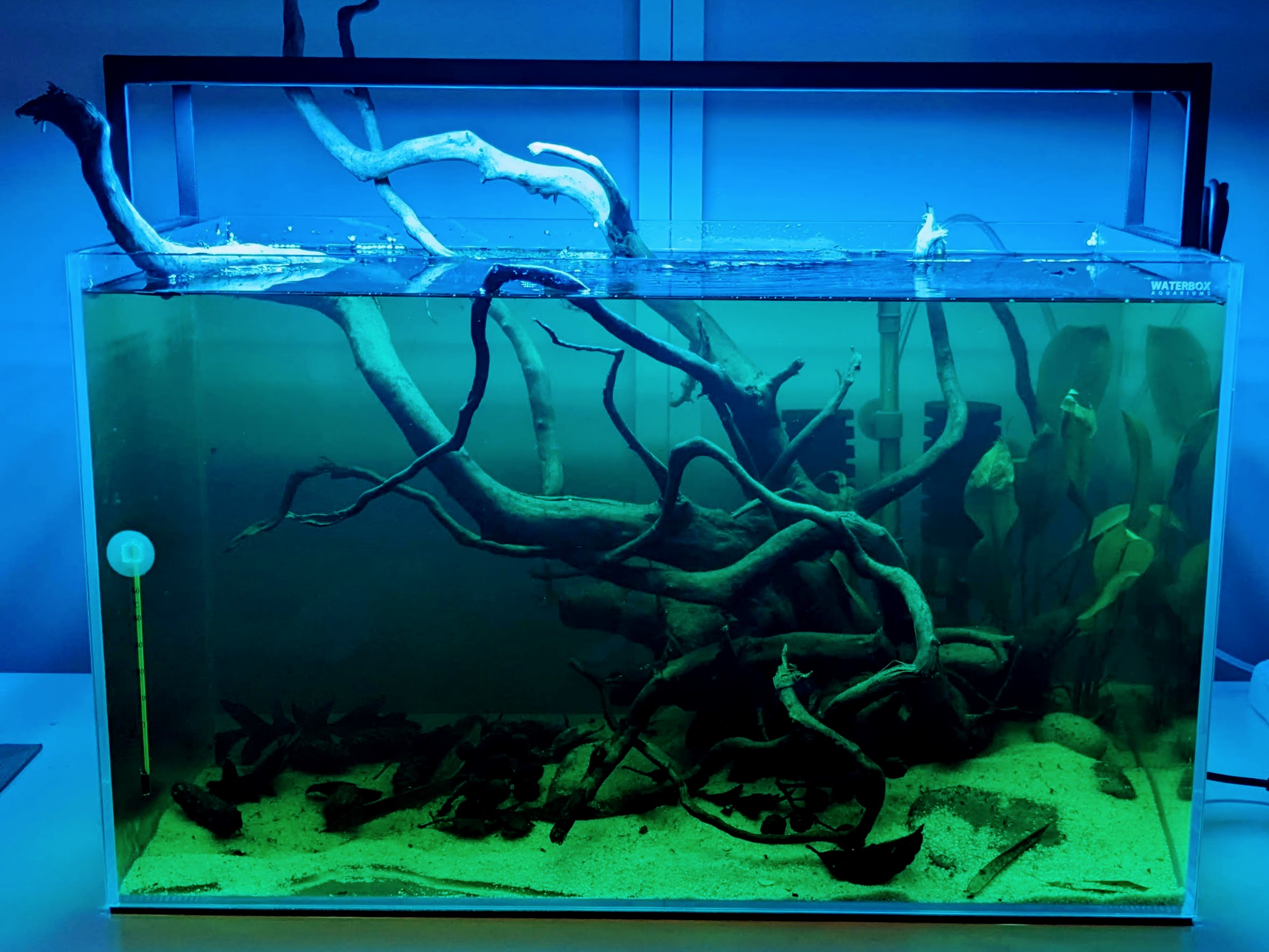 Photo de mon aquarium en lumière à dominante verte